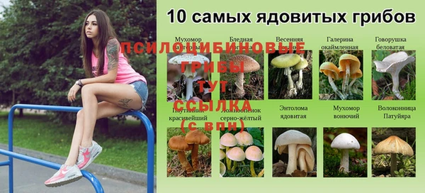 трава Аркадак