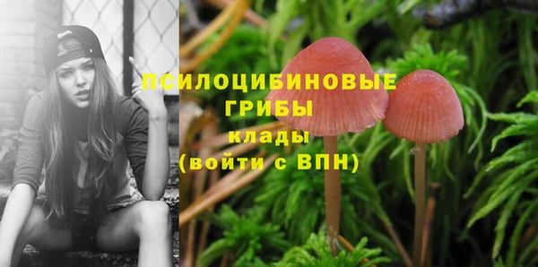 трава Аркадак