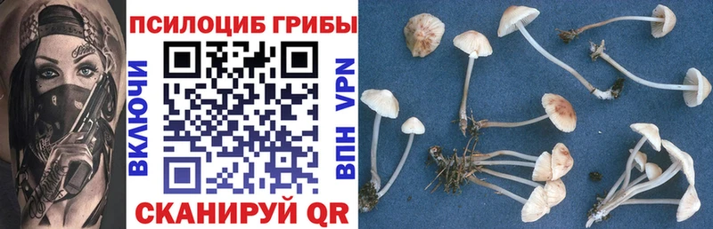 ссылка на мегу как войти  как найти   Венёв  Галлюциногенные грибы Magic Shrooms 